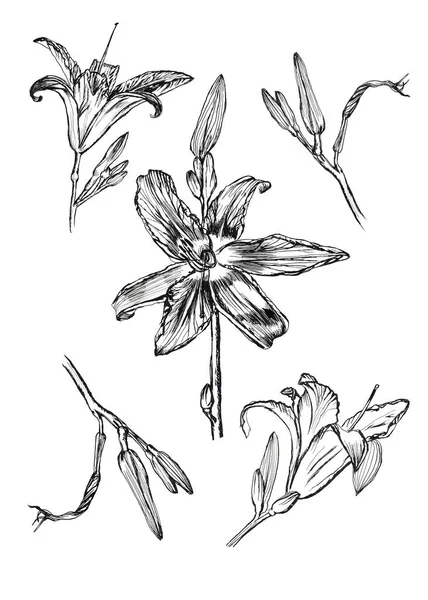 Hand Drawn Ink Drawing Lily Set Different Parts — Stock Photo, Image