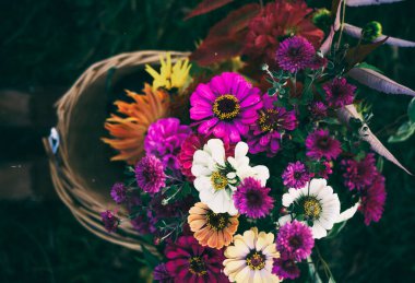 Kadının ayakları ve sepetteki güzel sonbahar çiçekleri.