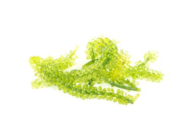 Deniz üzümleri (yeşil havyar) deniz yosunu, beyaz arka planda izole edilmiş sağlıklı yiyecekler