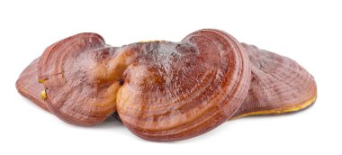 Ganoderma Lucidum Mantarı beyaz arka planda izole edildi