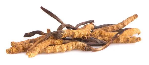 Ophiocordyceps sinensis (CHONG CAO, DONG CHONG XIA CAO) veya mantar cordyceps Bu beyaz arka planda bir bitkidir.