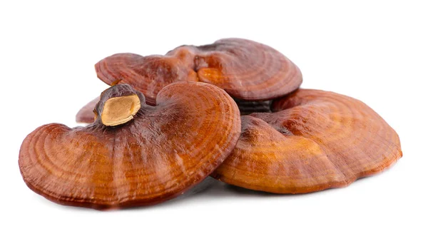 Ganoderma Lucidum Mantarı beyaz arka planda izole edildi