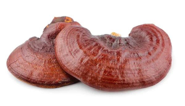 Kurutulmuş Ganoderma Lucidum Mantarı beyaz arka planda izole edildi