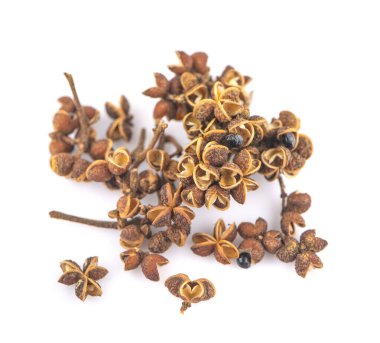 Zanthozylum limonella Alston beyaz arka planda izole edilmiş