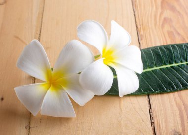 Ahşap zemin üzerinde izole bir Leelawadee