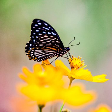 Arka planda kelebek ve çiçek