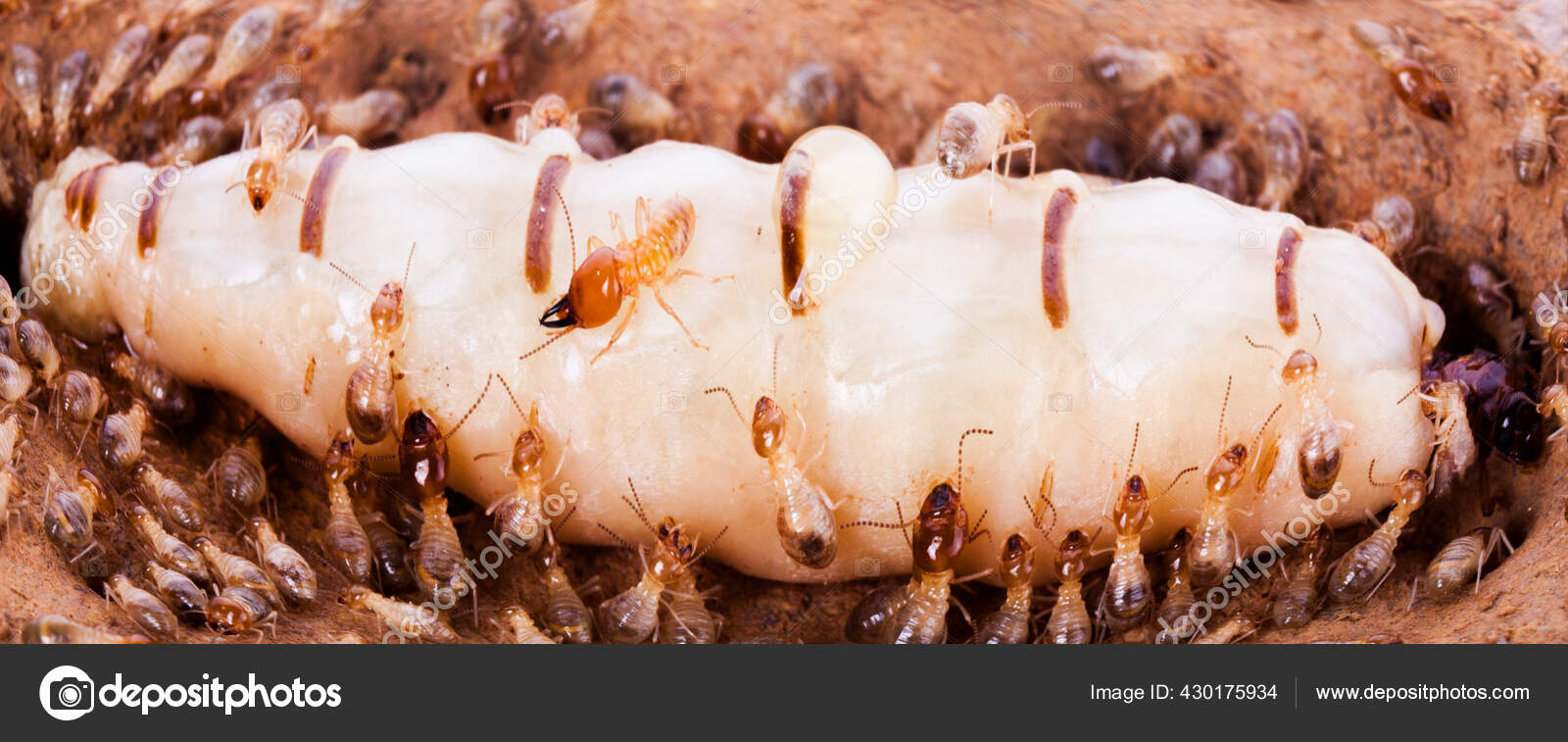 Termite Queen Dissection