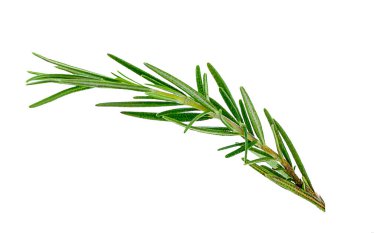 Beyaz arka planda izole edilmiş taze yeşil biberiye dalları