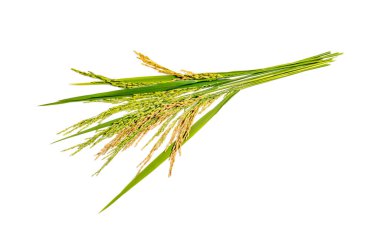 organik çeltik pilavı, çeltik kulağı, Tayland yasemin pirinci, beyaz arka planda izole edilmiş.