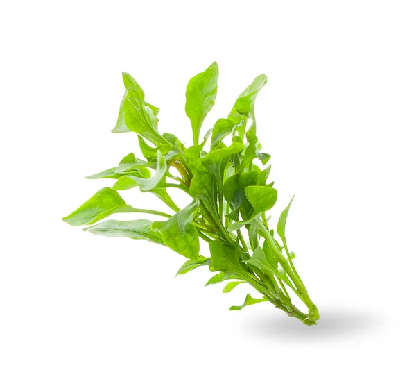 Watercress Isolated White Background — Stock Photo, Image