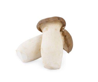Beyaz arka planda izole edilmiş Pleurotus eryngii mantarları