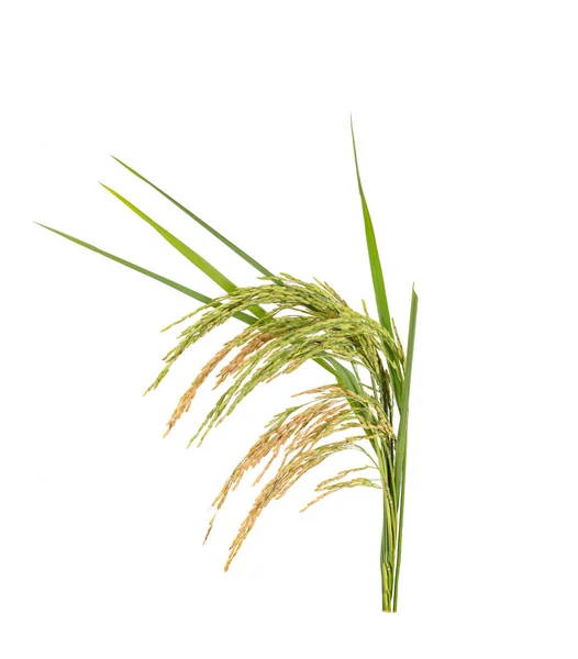 Ears Paddy Rice Grain Isolated White Background — Stock Photo, Image