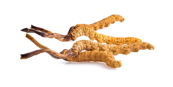 Ophiocordyceps sinensis (CHONG CAO, DONG CHONG XIA CAO) veya mantar cordyceps Bu beyaz arka planda bir bitkidir