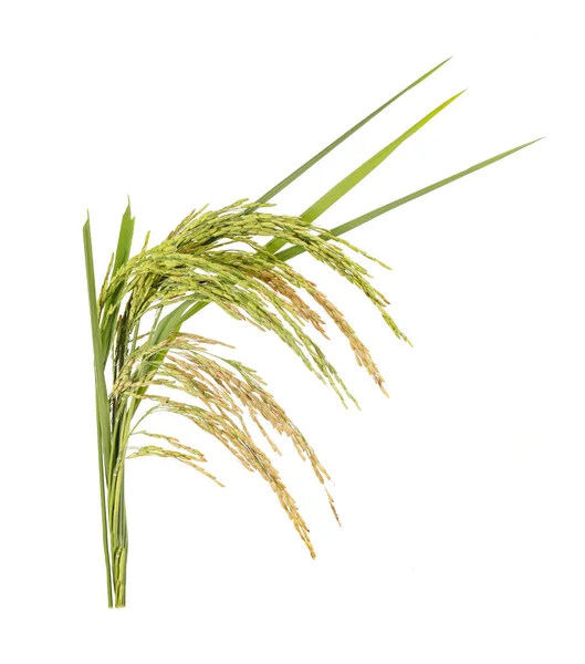 Beyaz arka planda yalıtılmış çeltik pirinç taneleri