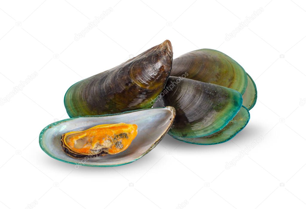 Mussels an isolated on a white background