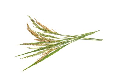 Beyaz arka planda yalıtılmış çeltik pirinç taneleri