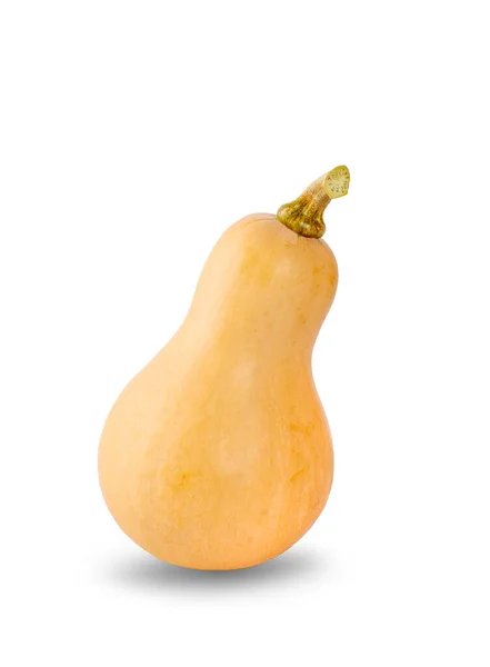 Butternut Squash Изолированный Белом Фоне — стоковое фото