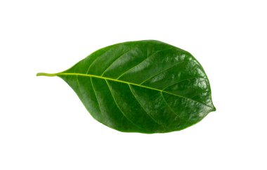 Beyaz arka planda yalıtılmış kaya meyvesi yaprakları