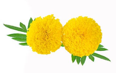 Sarı kadife çiçeği. Beyaz bir arkaplanda izole edilmiş 