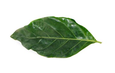 Jackfruit yaprakları beyaz arkaplanda izole