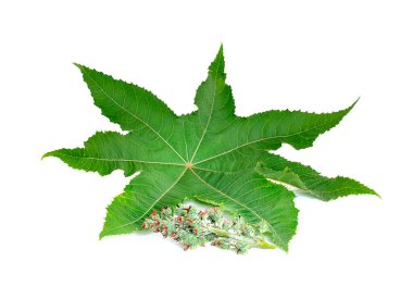 Castor yaprakları beyaz arkaplanda