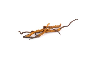 Ophiocordyceps sinensis (CHONG CAO, DONG CHONG XIA CAO) veya mantar cordyceps Bu beyaz arka planda bir bitkidir