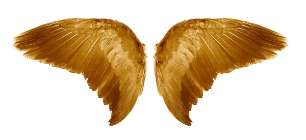 褐色天使的翅膀在白色的背景上被隔离 — 图库照片