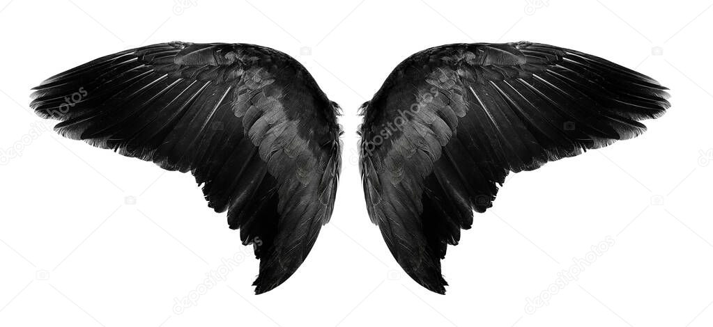 Angel wings an isolated on white background