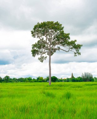 Mavi Gök ve Çimenle Tek Bir Ağaç Tek Başına Duruyor