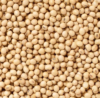Arka planda soya fasulyesi organik
