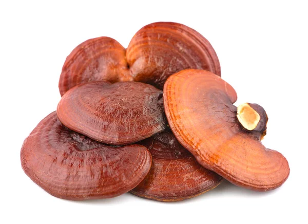 Ganoderma Lucidum Mantarı beyaz arka planda izole edildi