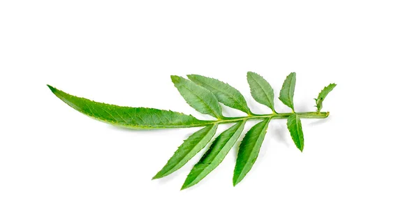 Deja Flor Caléndula Sobre Fondo Blanco —  Fotos de Stock