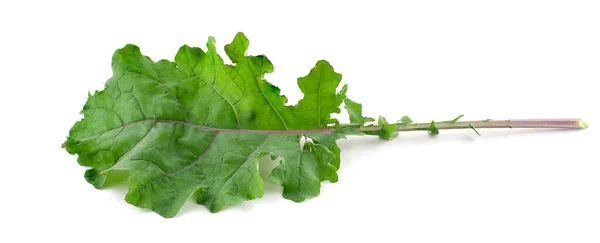 Single Curly Kale Leaf Isolated White Background — Stock Photo, Image