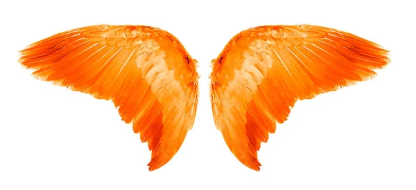 Orange Angel Flügel Eine Isolierte Auf Weißem Hintergrund — Stockfoto