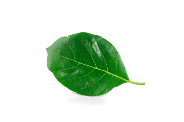 Beyaz arka planda yalıtılmış kaya meyvesi yaprakları