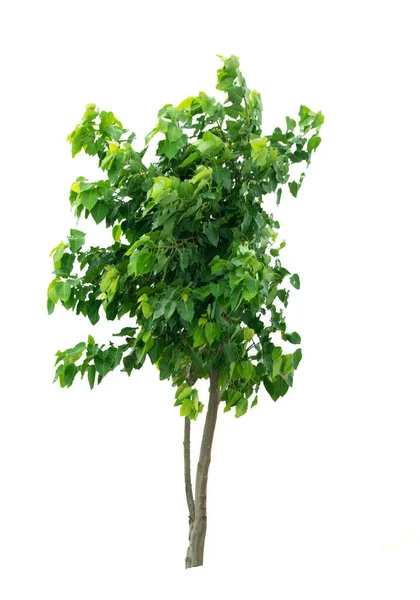 Albero Isolato Sfondo Bianco Foglia Verde — Foto Stock