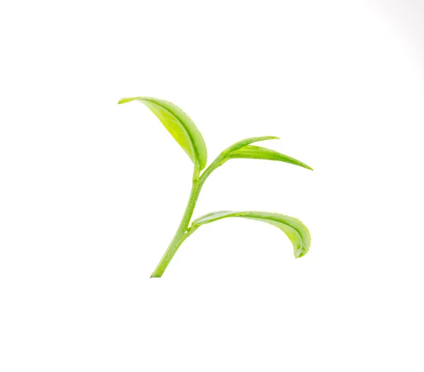 Grüner Tee Mit Blättern Isoliert Auf Weißem Hintergrund — Stockfoto