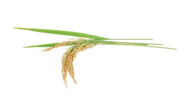 organik çeltik pilavı, çeltik kulağı, Tayland yasemin pirinci, beyaz arka planda izole edilmiş.