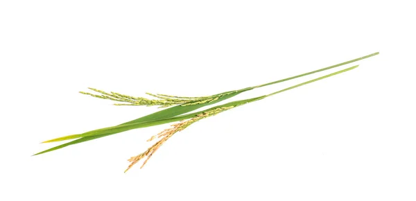 Paddy Rýže Izolované Bílém Pozadí — Stock fotografie