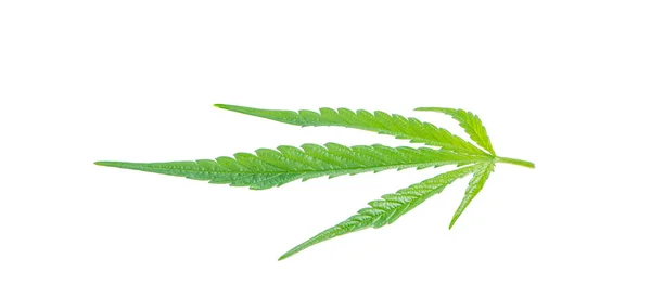 Cannabis Hinterlässt Einen Isolierten Weißen Hintergrund — Stockfoto