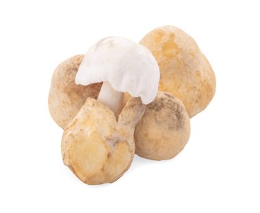 beyaz arkaplanda izole edilmiş saman mantarı