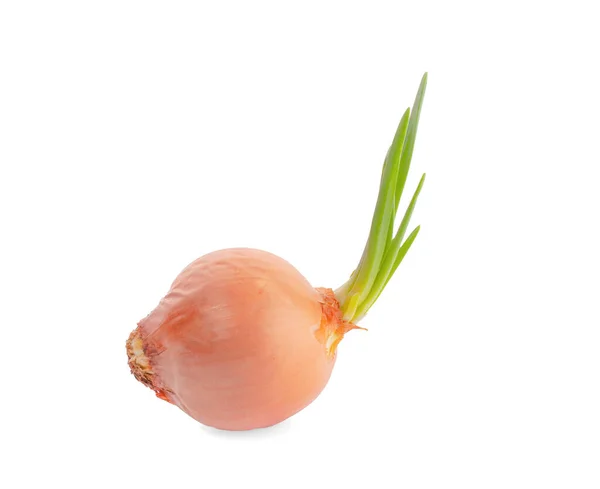 Onions Isolated White Background — Stock Photo, Image