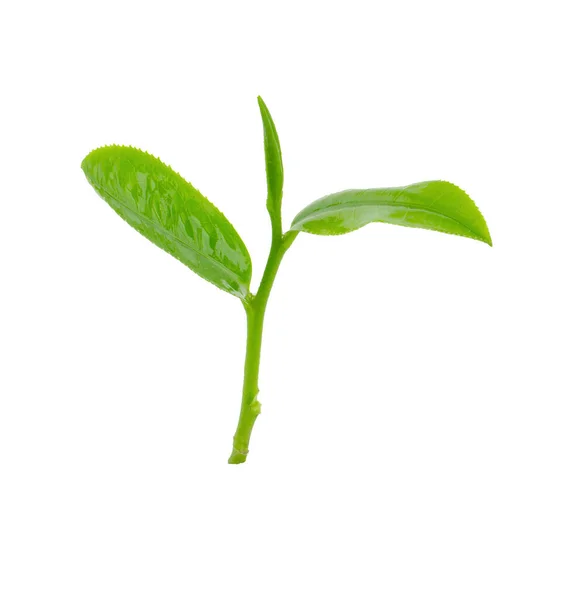 绿茶叶在白色背景下被隔离 — 图库照片