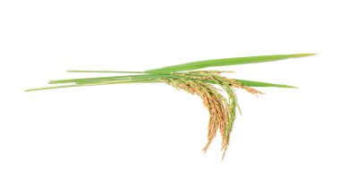 organik çeltik pilavı, çeltik kulağı, Tayland yasemin pirinci, beyaz arka planda izole edilmiş.