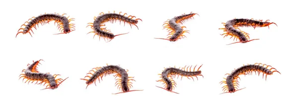 Set Centipede White Background — Foto Stock