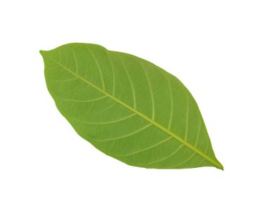 Beyaz arkaplanda yeşil yaprak izole edildi