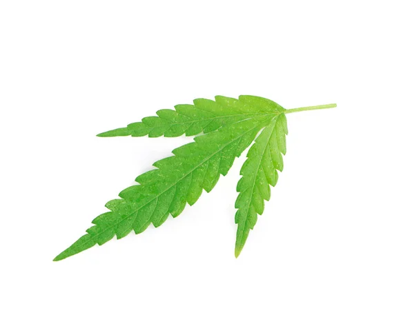 Foglie Cannabis Verde Isolate Sfondo Bianco — Foto Stock