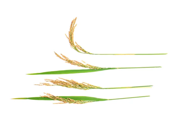 Uši Neloupané Rýže Zrna Izolované Bílém Pozadí — Stock fotografie