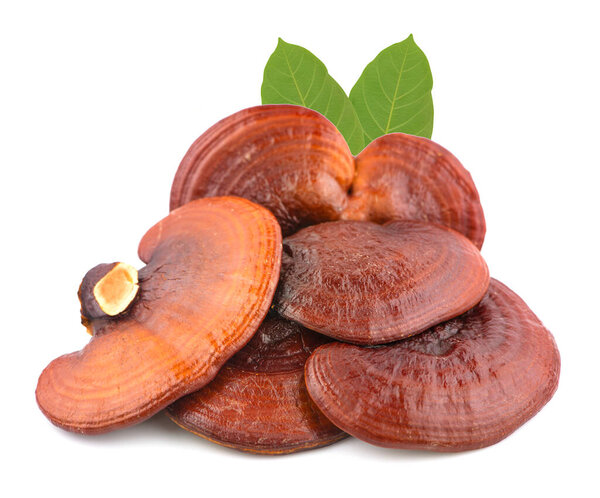 Ganoderma Lucidum Mushroom isolated on white background