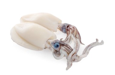 beyaz arkaplanda kalamar izole edildi